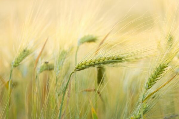 Literary, historical context, and insights on interpretation of the book of Ruth